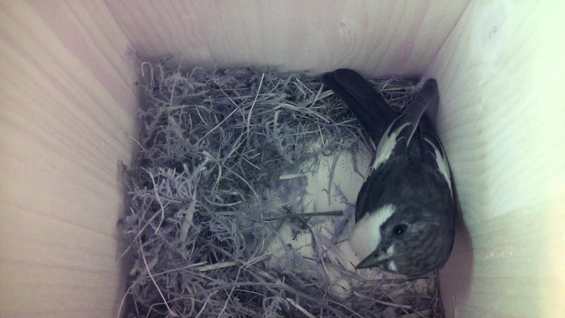 Aufnahme aus dem Vogelhaus