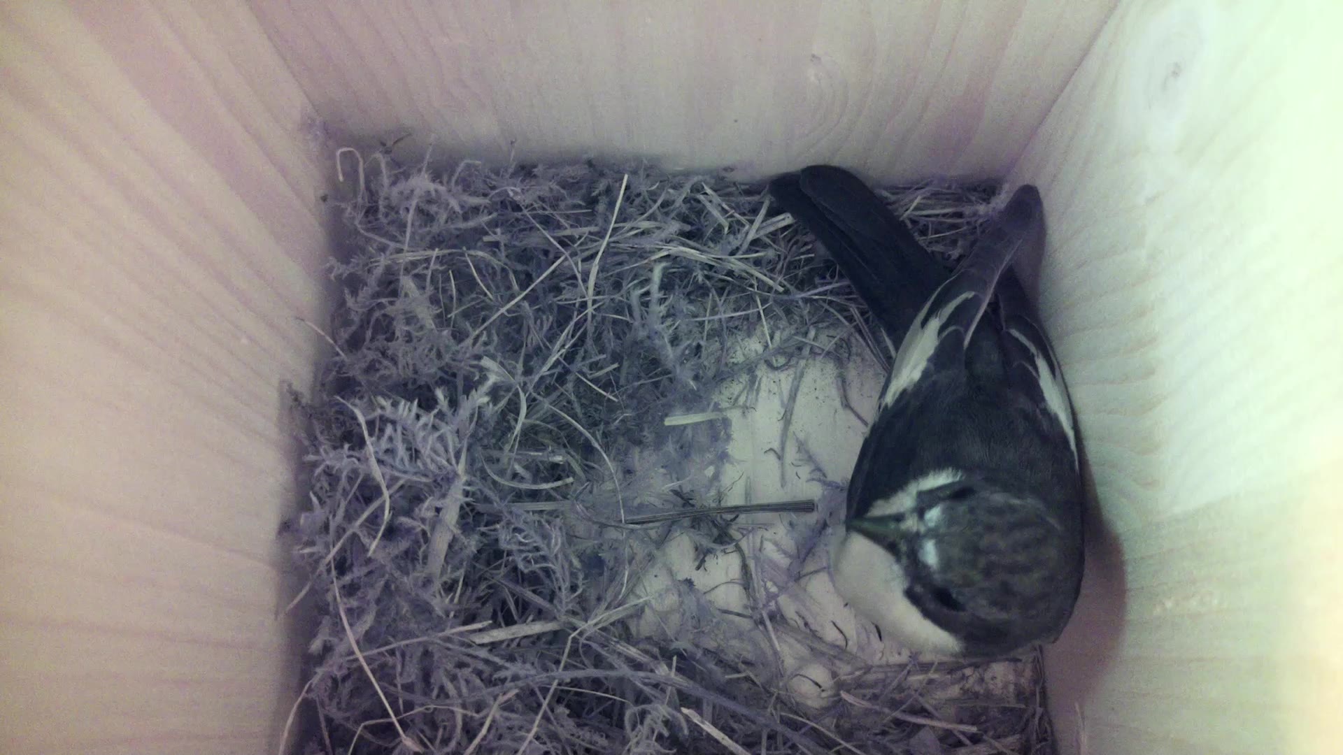 Aufnahme aus dem Vogelhaus