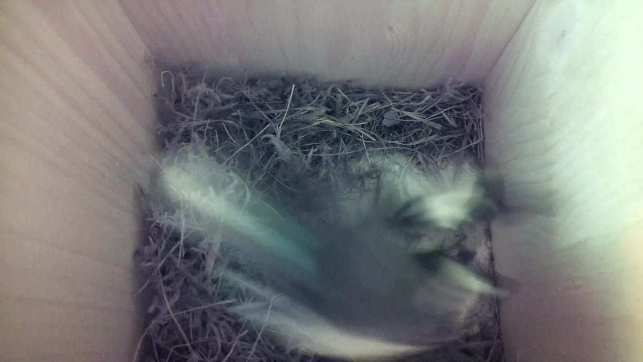 Aufnahme aus dem Vogelhaus