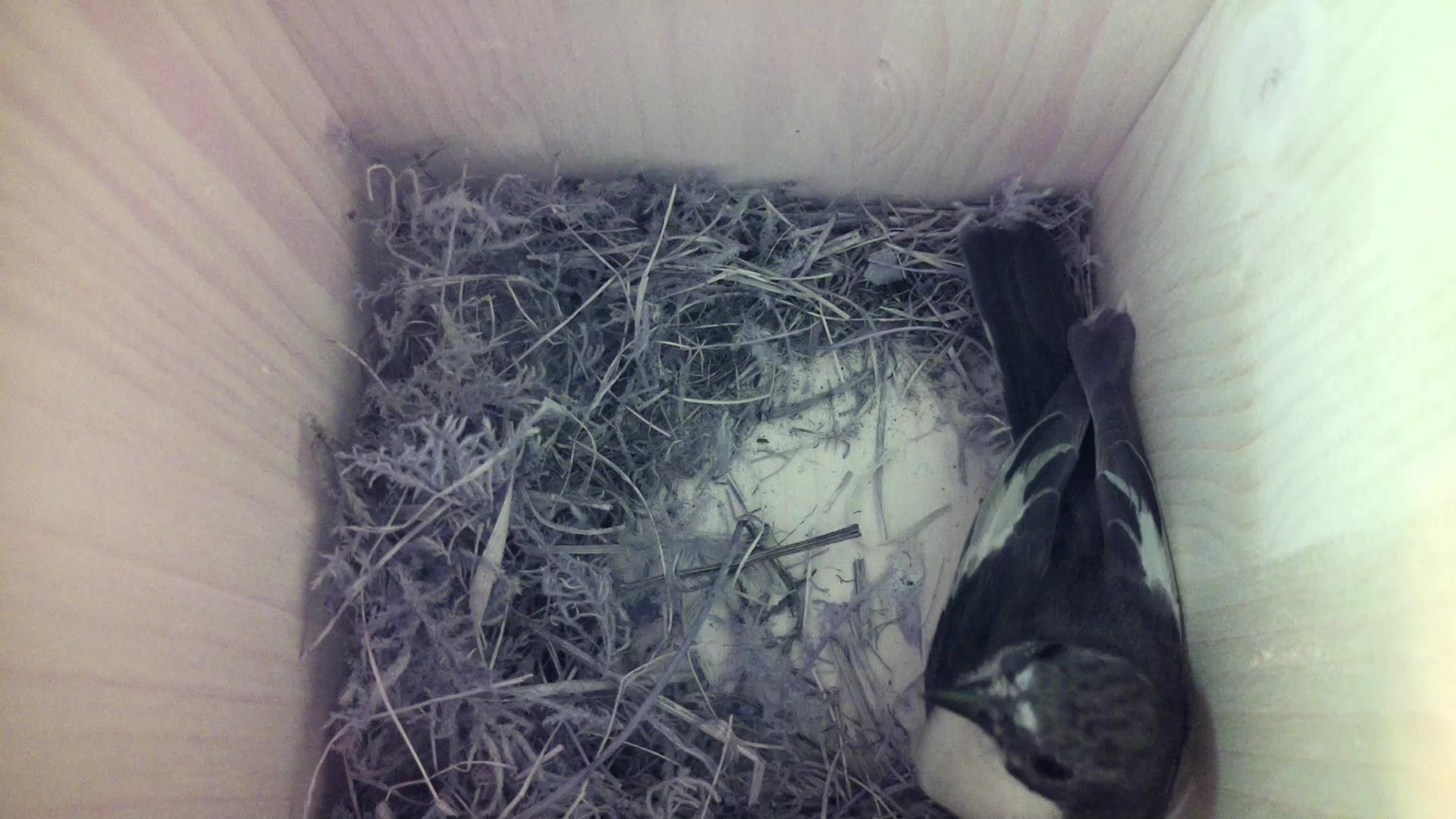 Aufnahme aus dem Vogelhaus