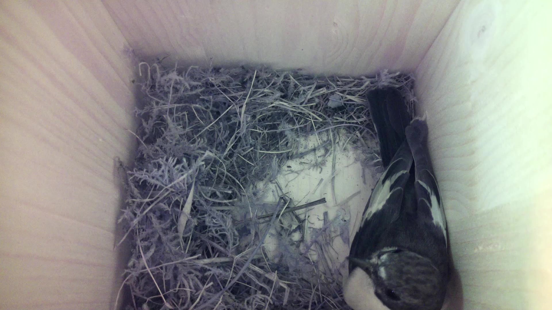 Aufnahme aus dem Vogelhaus