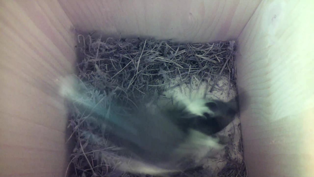 Aufnahme aus dem Vogelhaus
