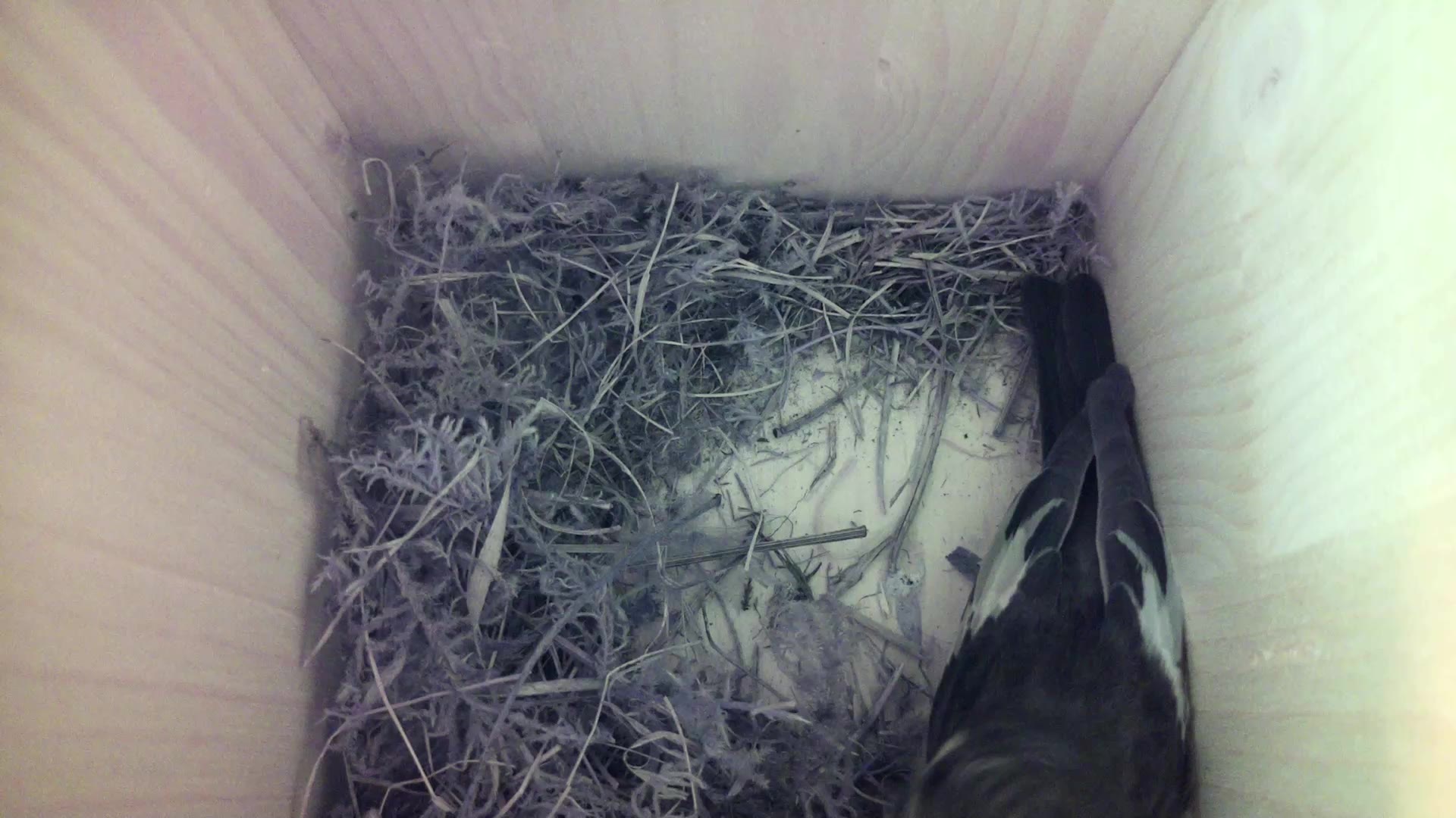 Aufnahme aus dem Vogelhaus