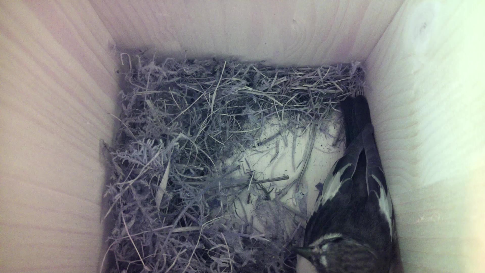 Aufnahme aus dem Vogelhaus