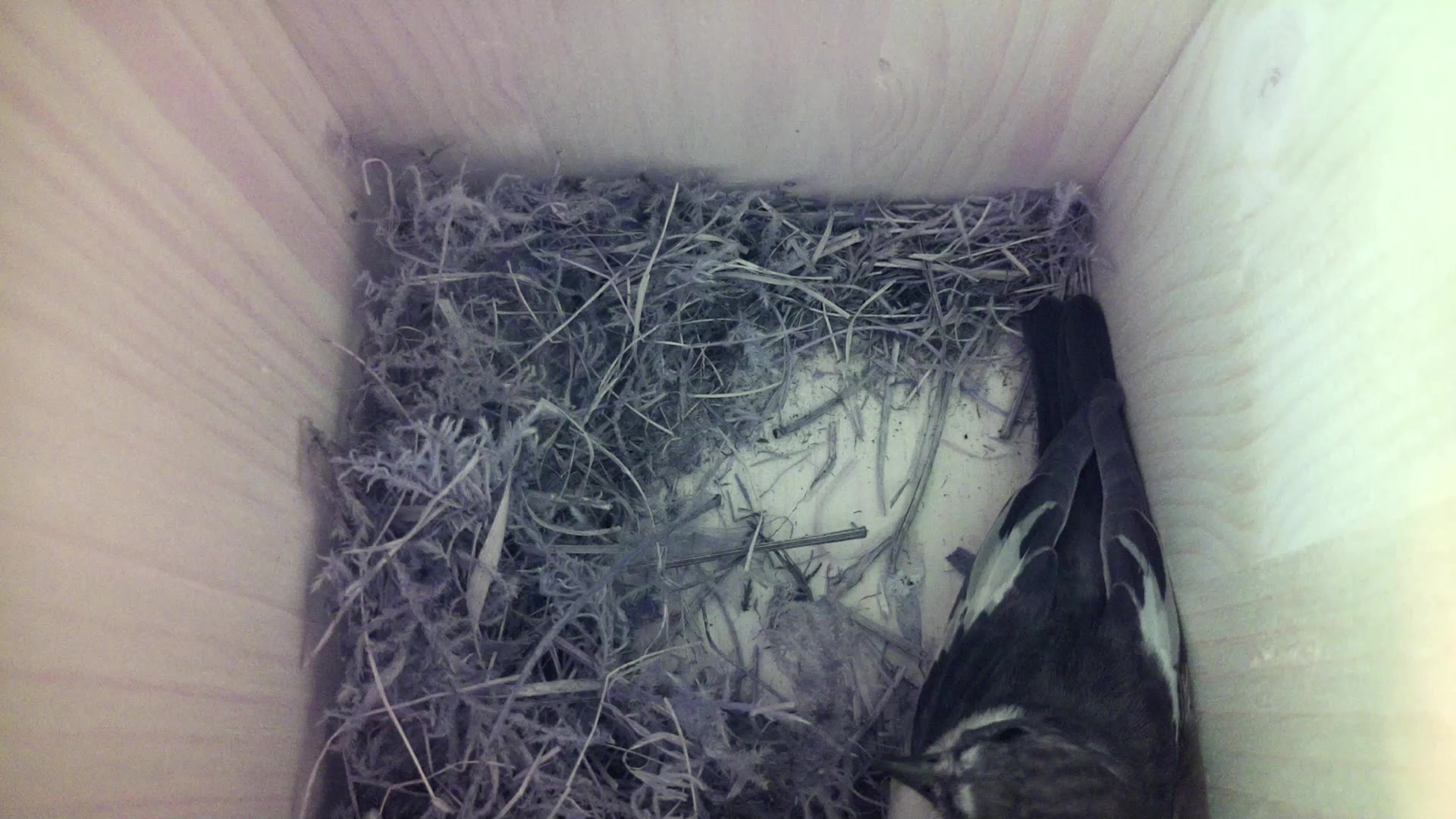 Aufnahme aus dem Vogelhaus