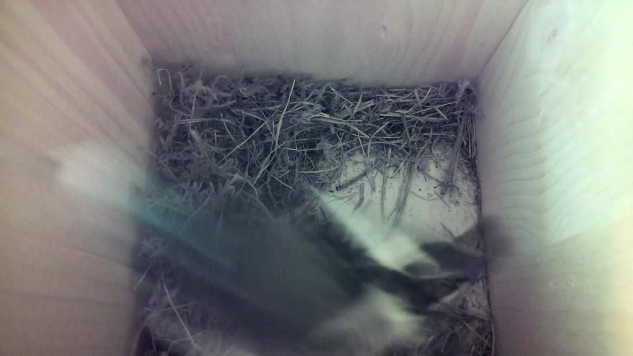 Aufnahme aus dem Vogelhaus