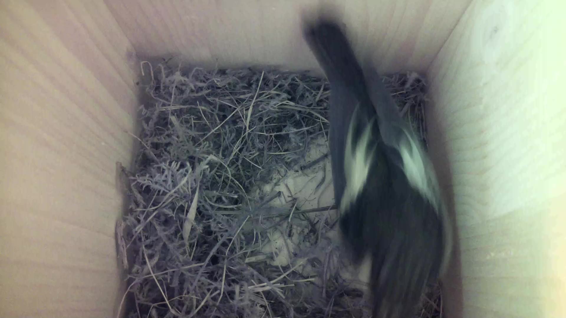 Aufnahme aus dem Vogelhaus