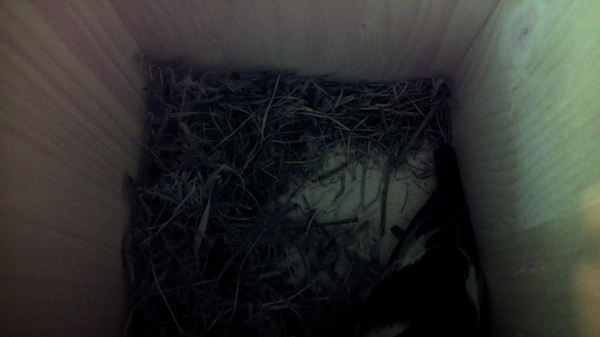 Aufnahme aus dem Vogelhaus