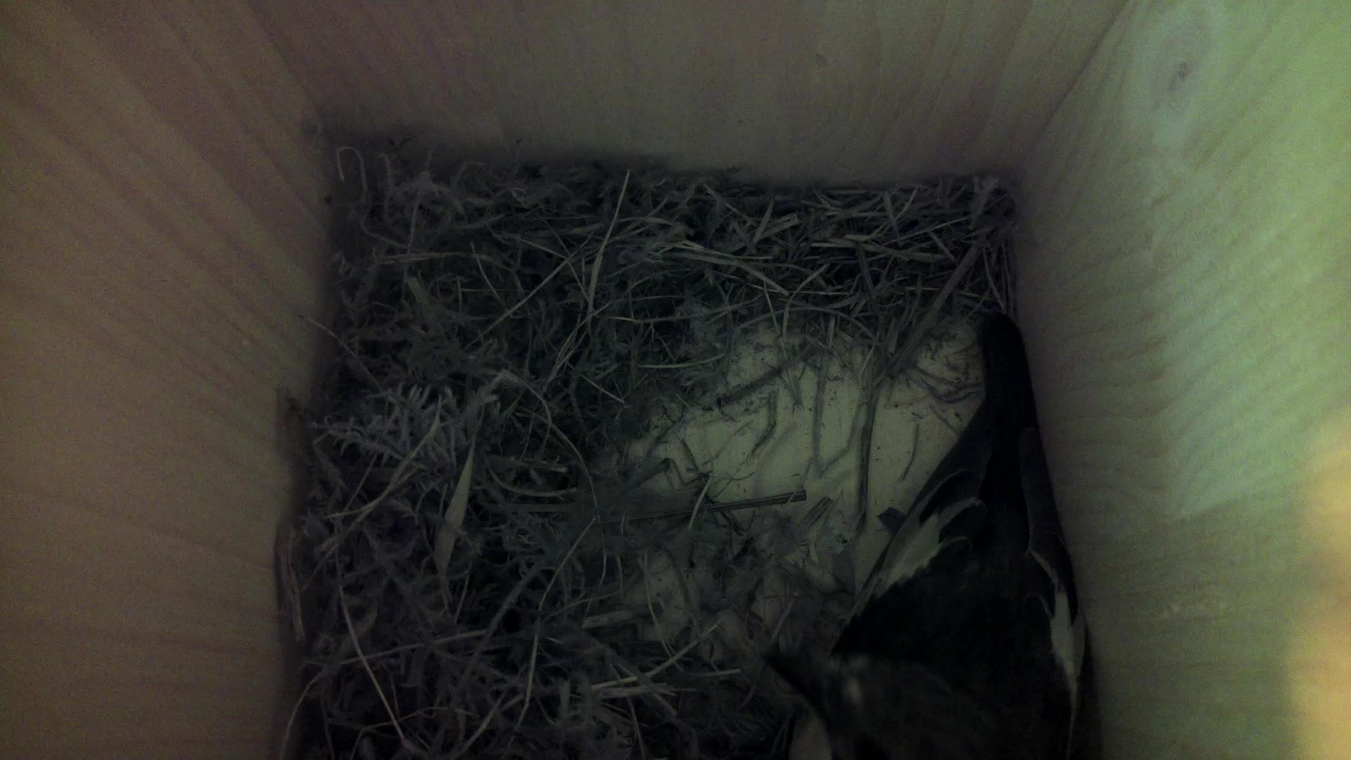 Aufnahme aus dem Vogelhaus