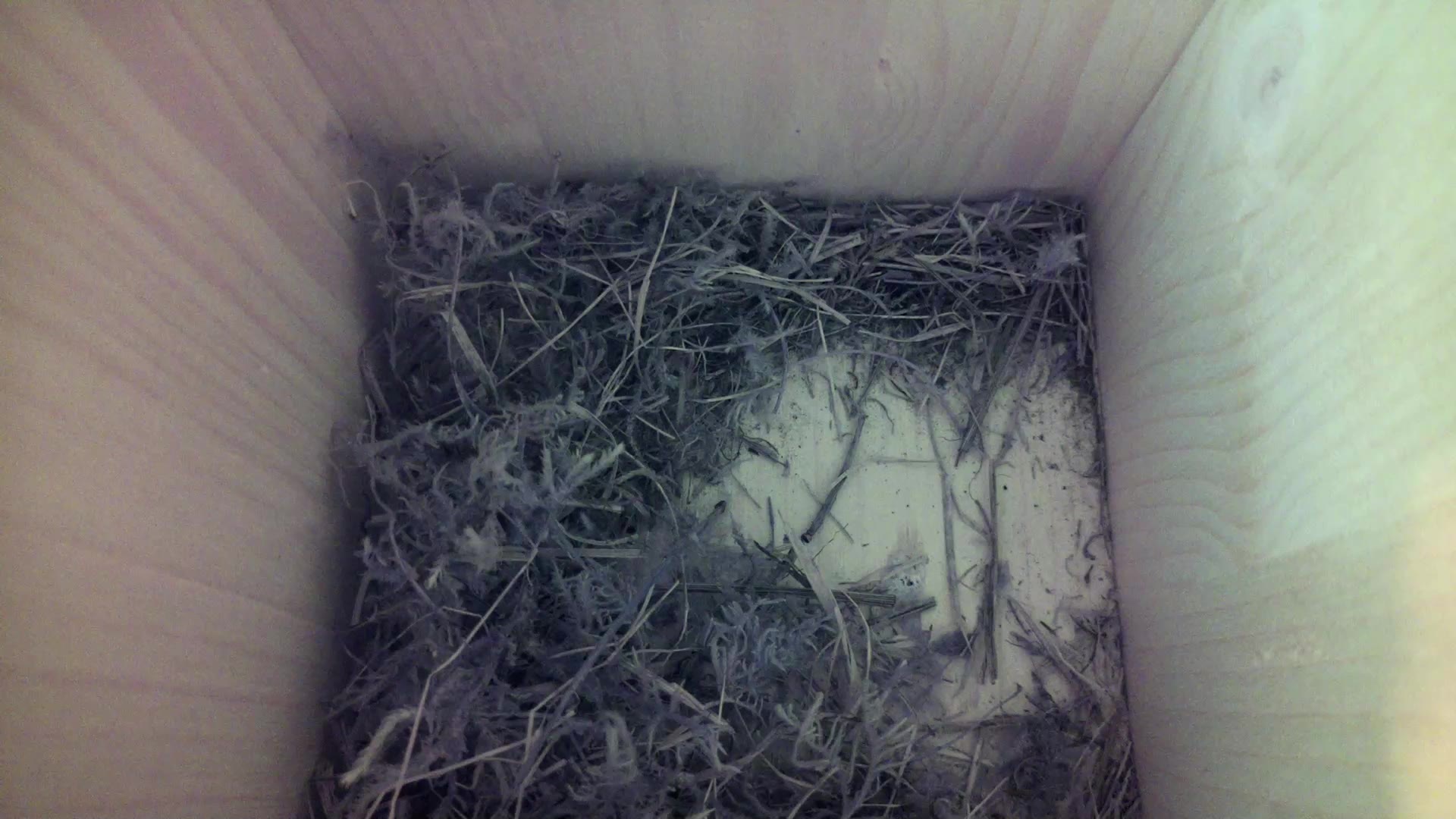 Aufnahme aus dem Vogelhaus