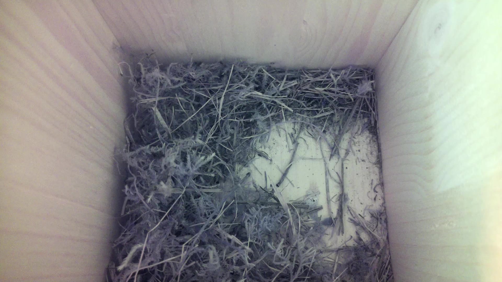 Aufnahme aus dem Vogelhaus