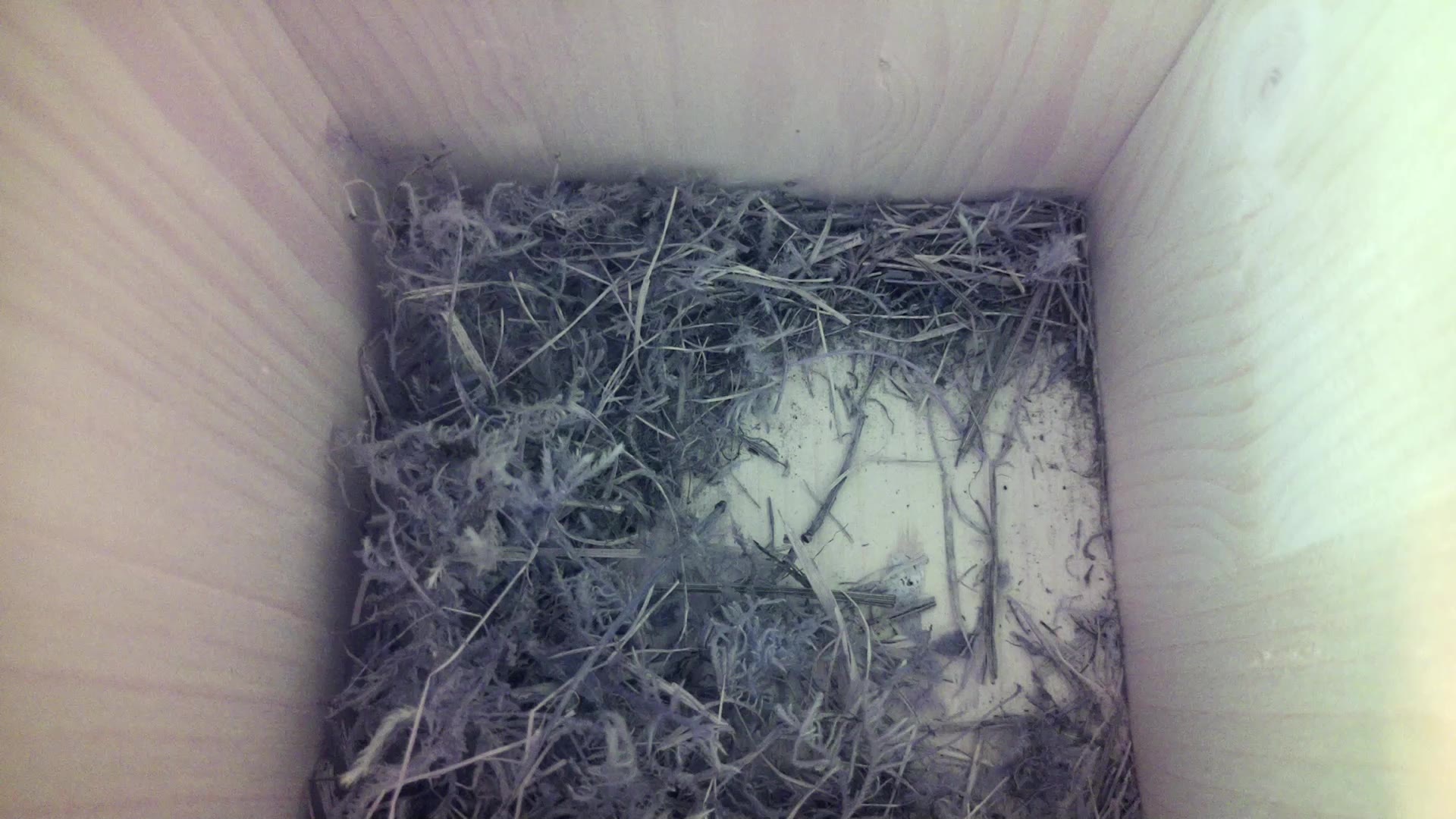 Aufnahme aus dem Vogelhaus
