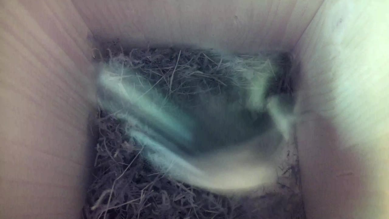 Aufnahme aus dem Vogelhaus