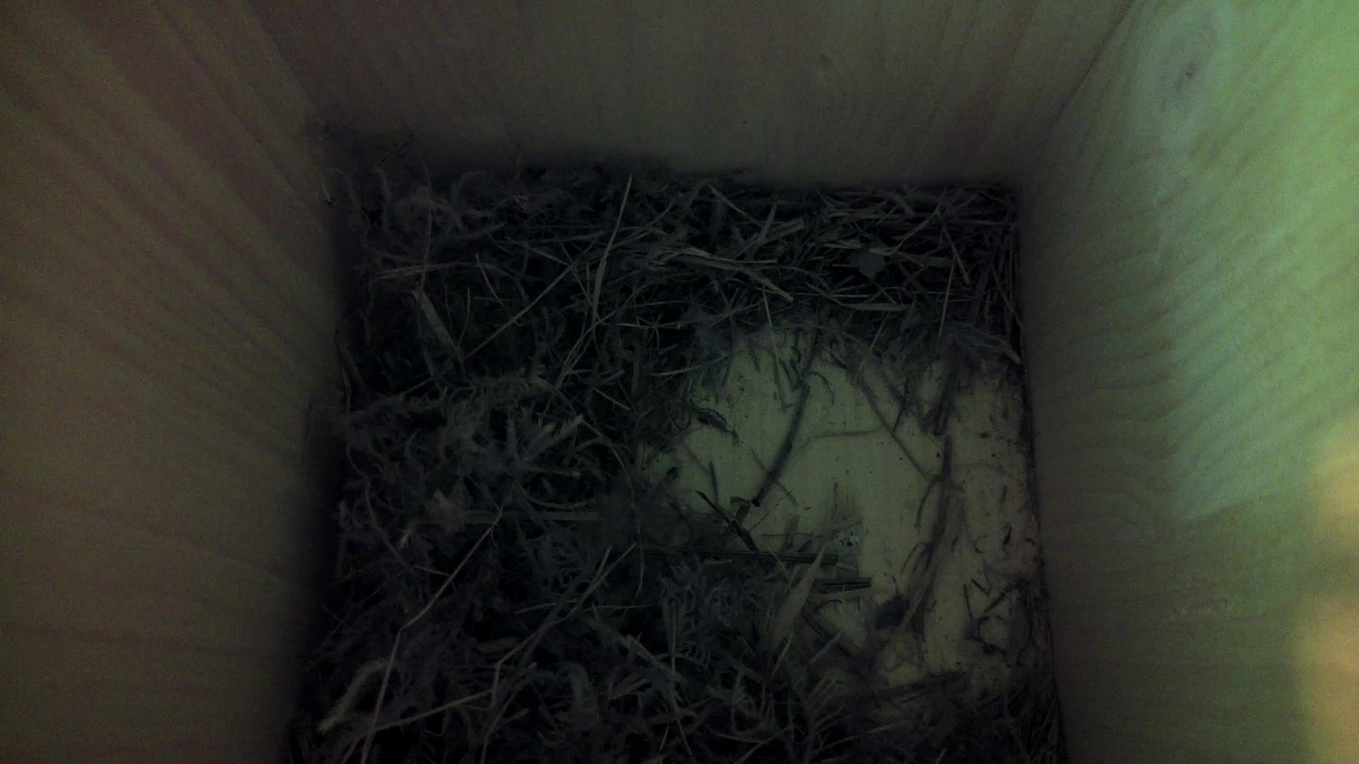 Aufnahme aus dem Vogelhaus