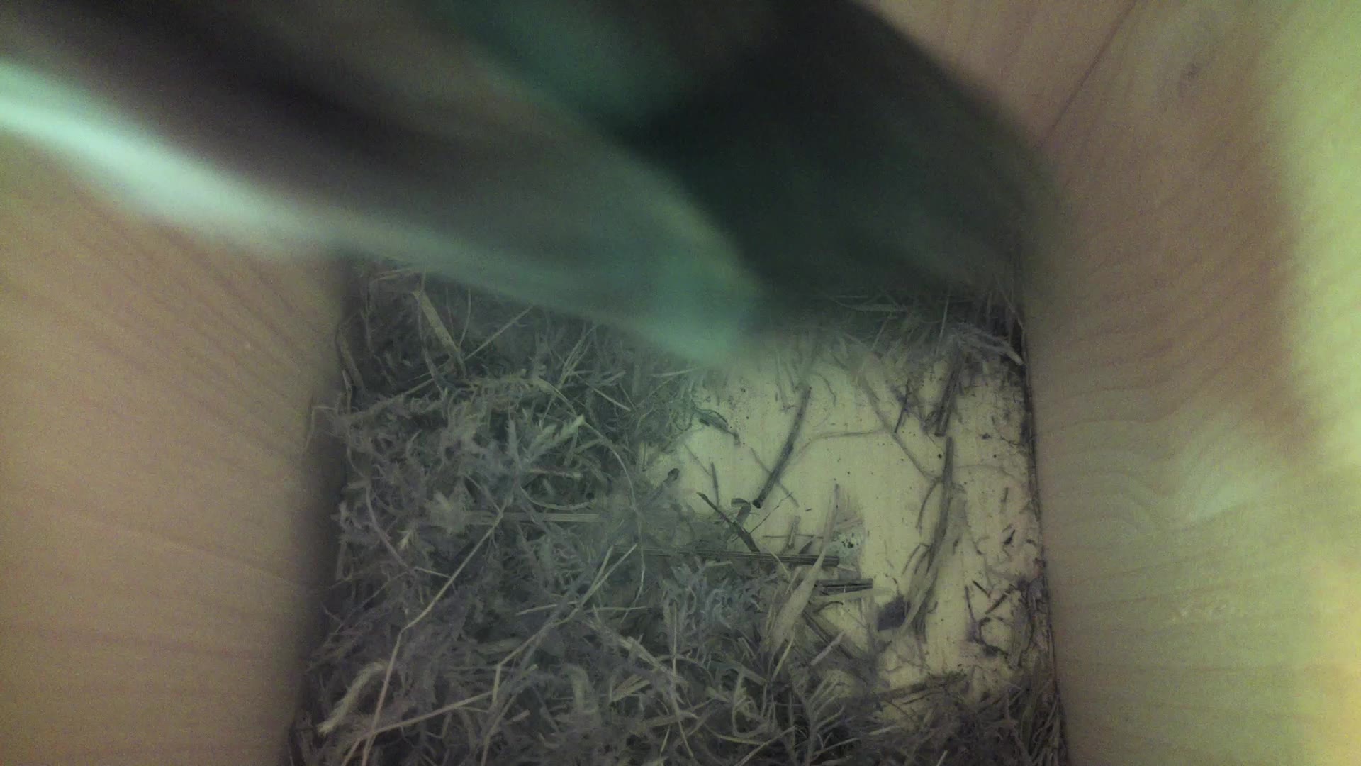 Aufnahme aus dem Vogelhaus