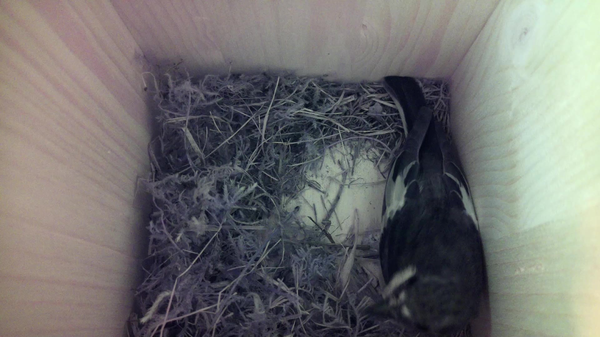 Aufnahme aus dem Vogelhaus