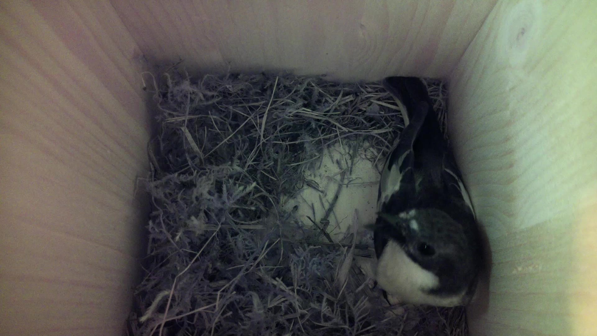 Aufnahme aus dem Vogelhaus