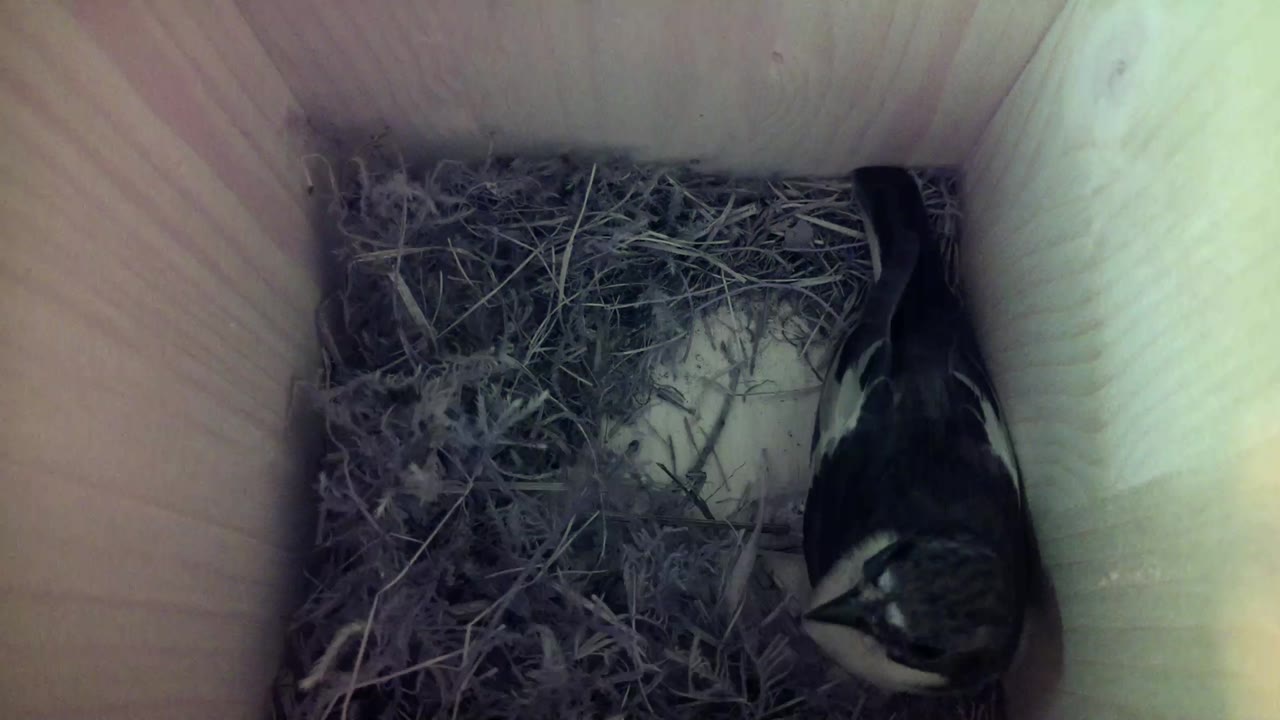 Aufnahme aus dem Vogelhaus