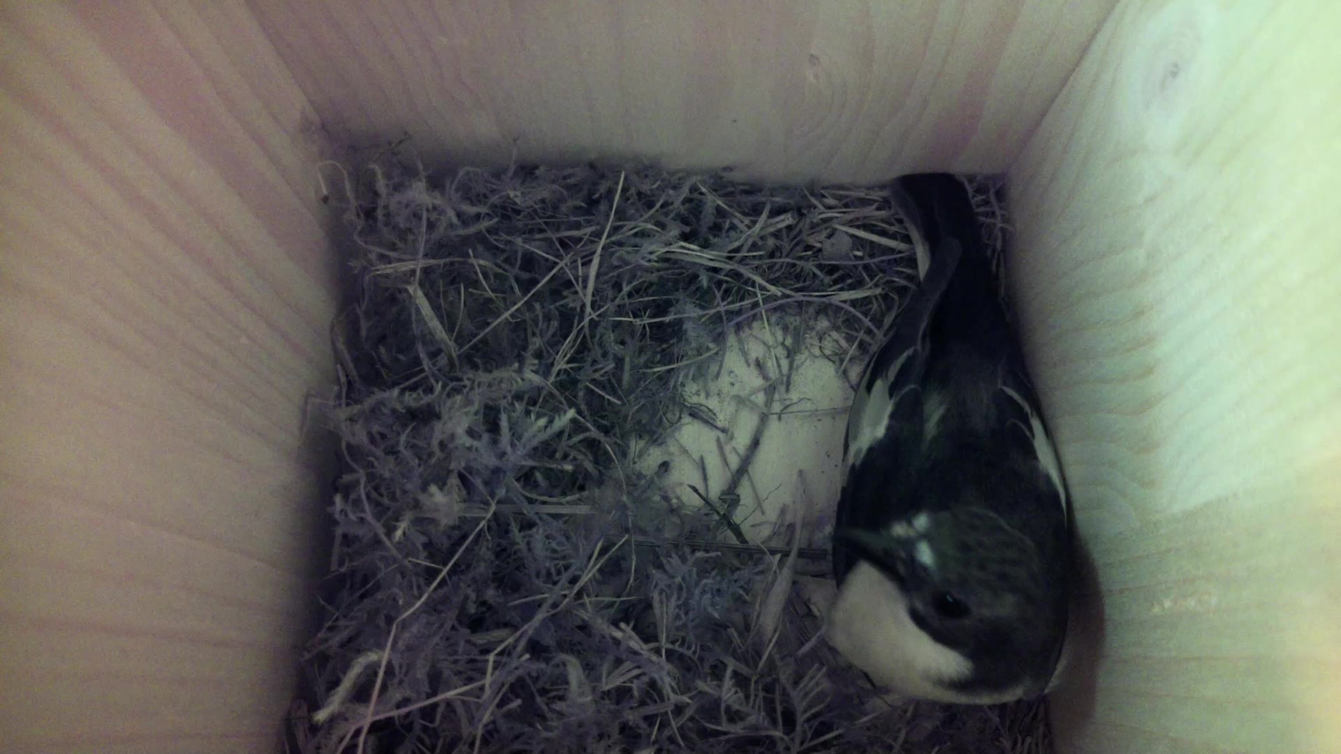 Aufnahme aus dem Vogelhaus