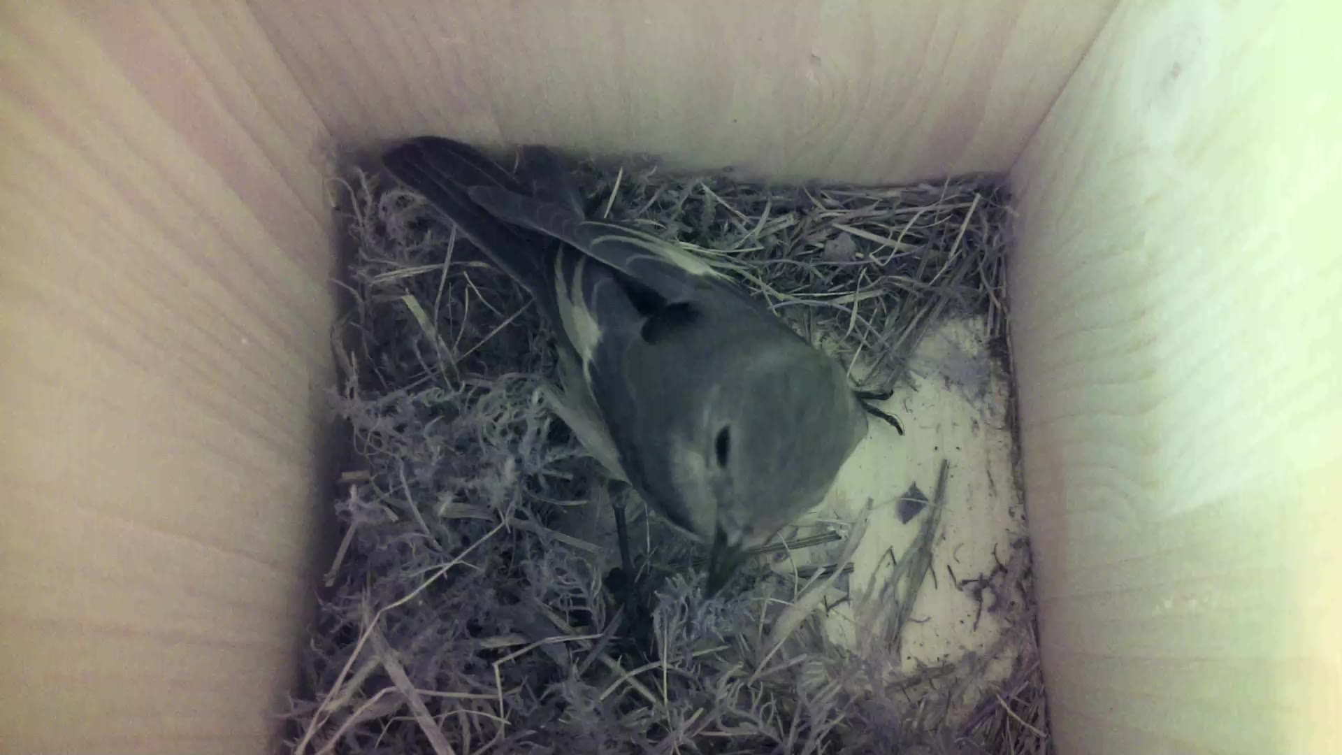 Aufnahme aus dem Vogelhaus