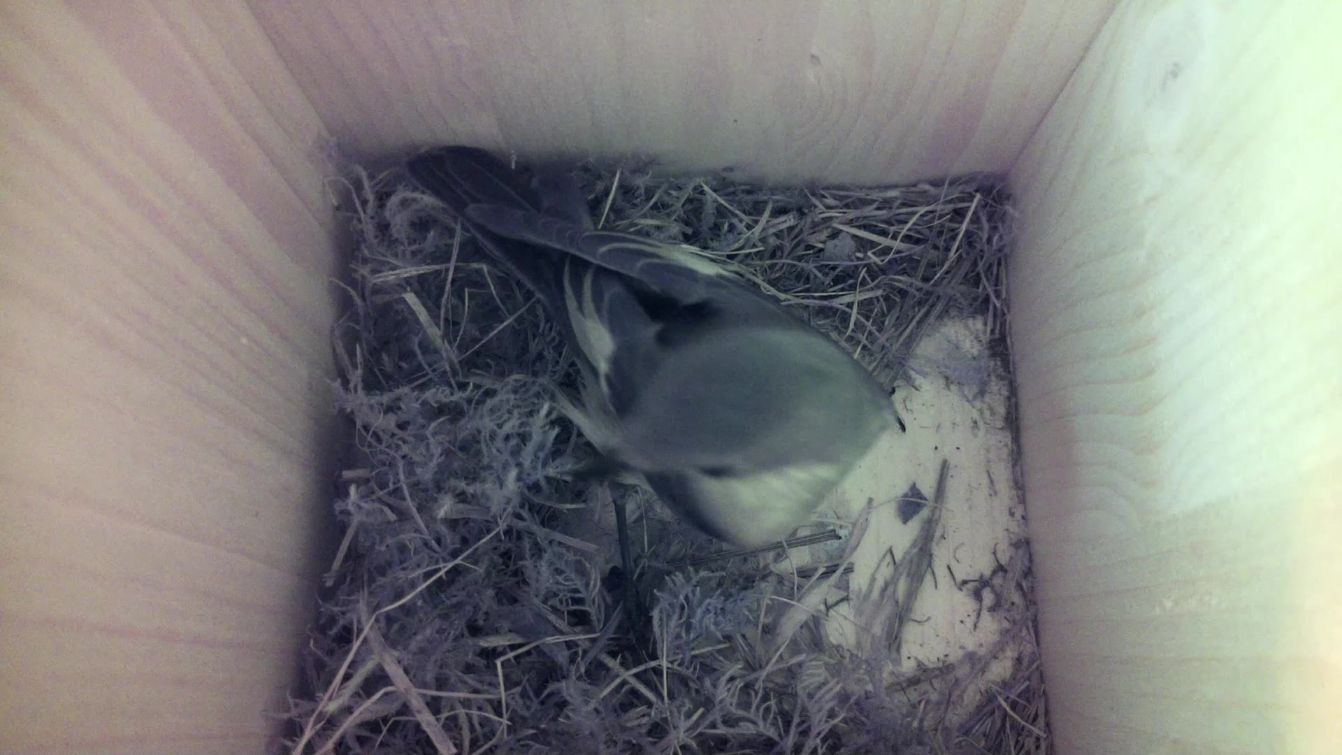 Aufnahme aus dem Vogelhaus