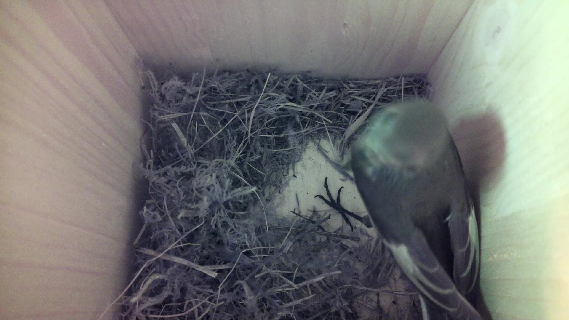 Aufnahme aus dem Vogelhaus