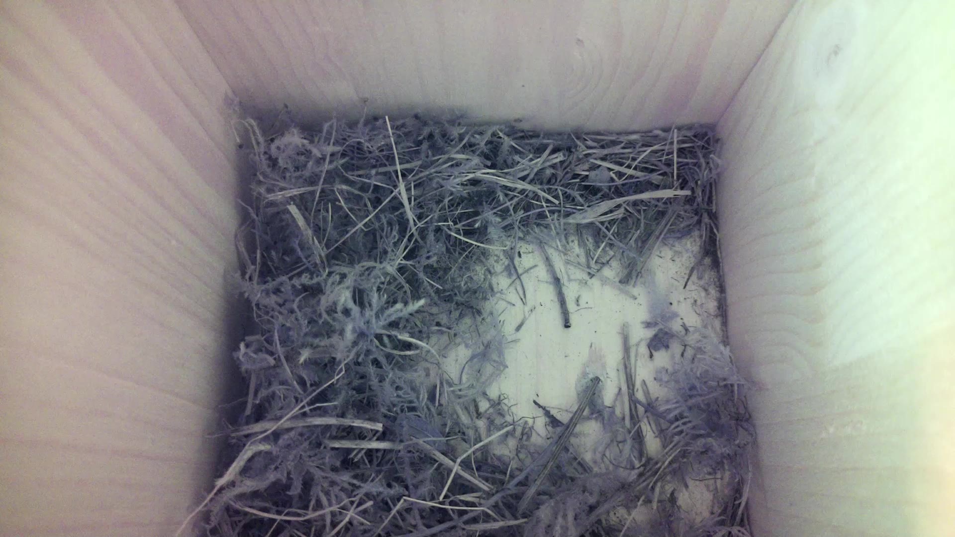 Aufnahme aus dem Vogelhaus
