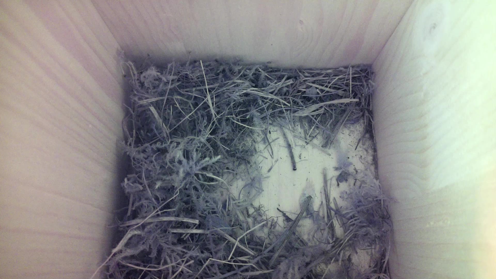 Aufnahme aus dem Vogelhaus