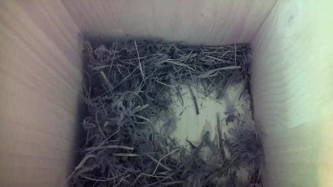Aufnahme aus dem Vogelhaus