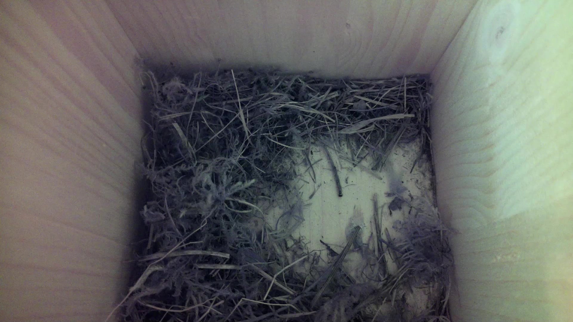 Aufnahme aus dem Vogelhaus