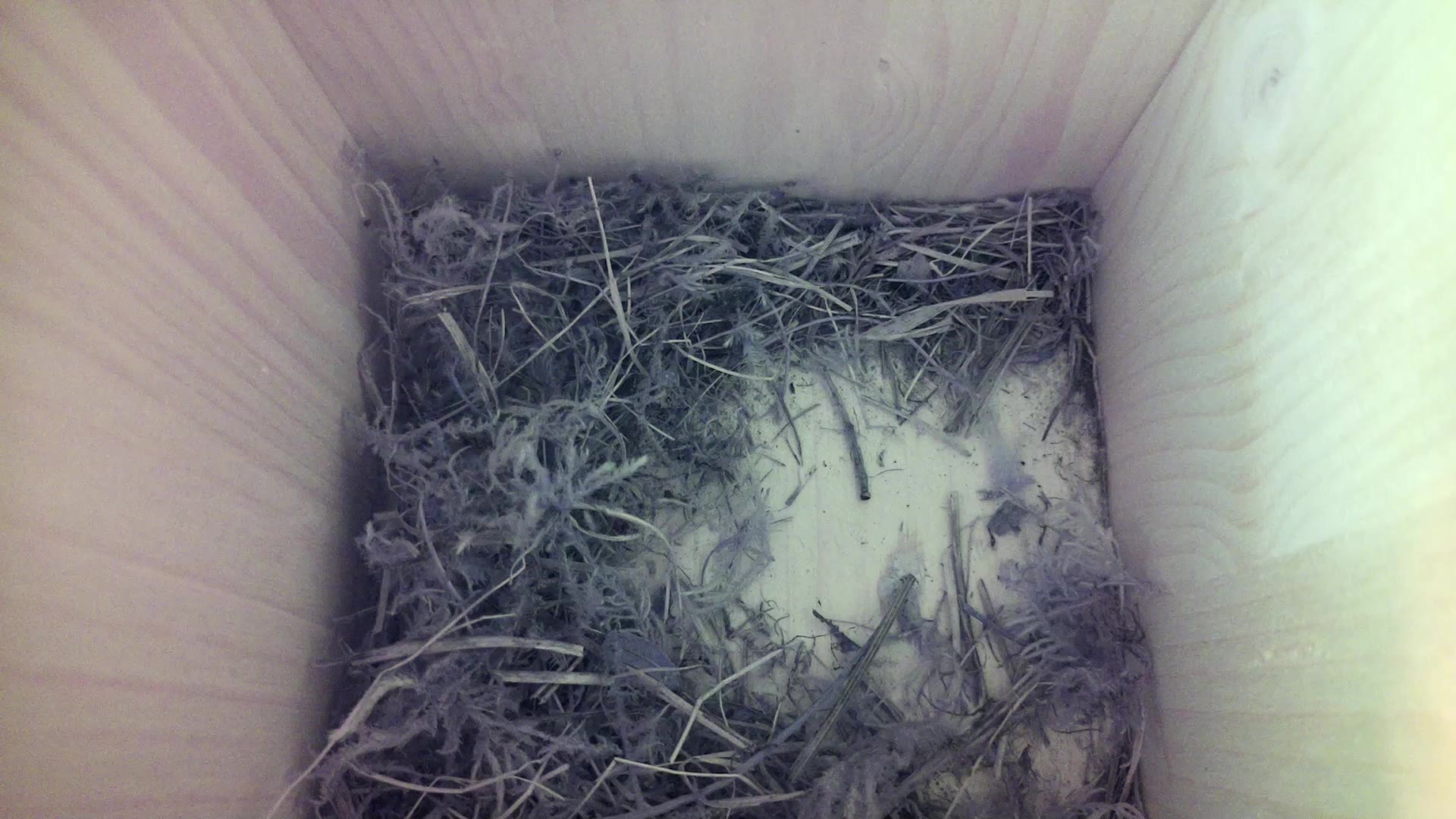 Aufnahme aus dem Vogelhaus