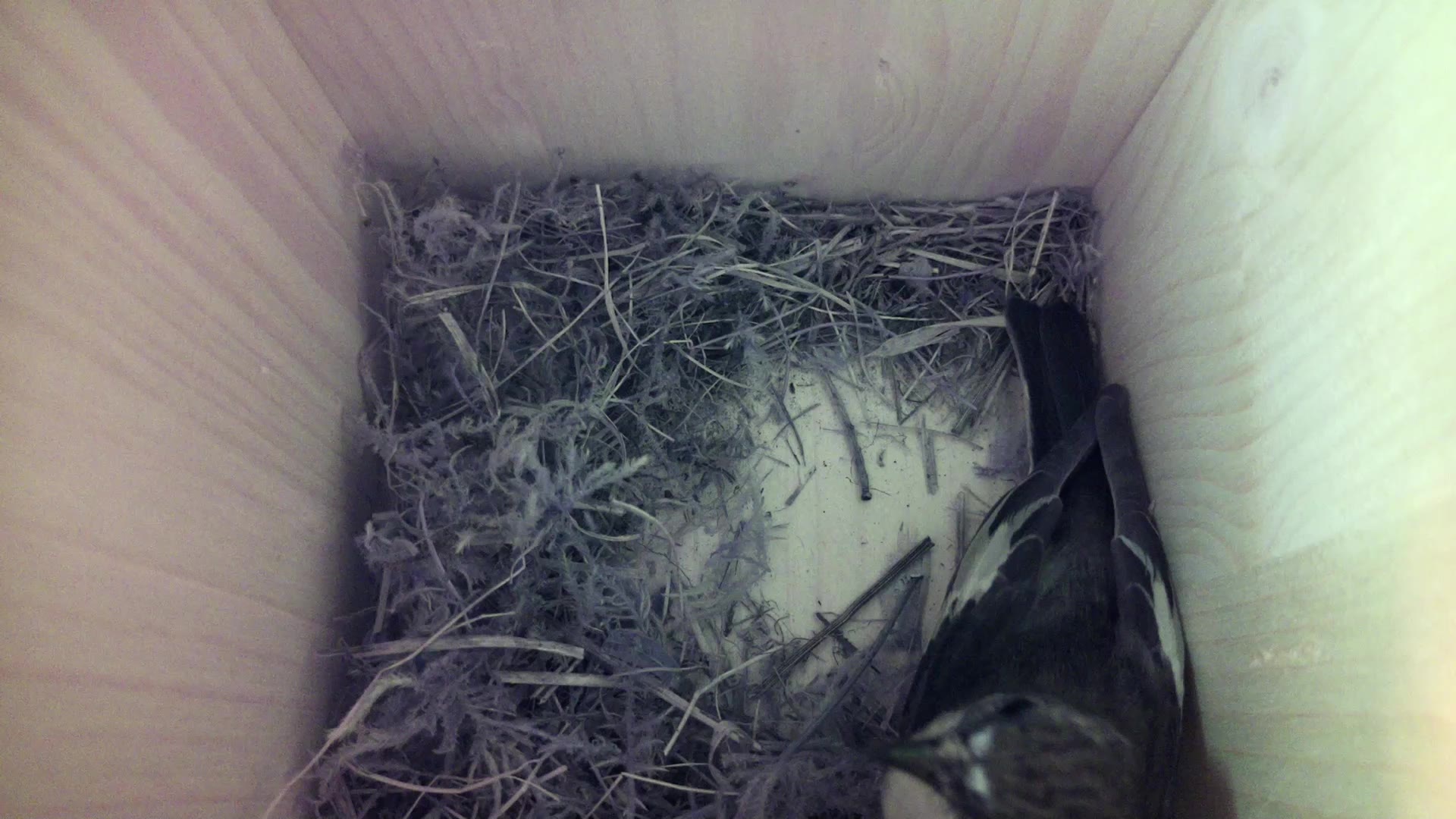 Aufnahme aus dem Vogelhaus