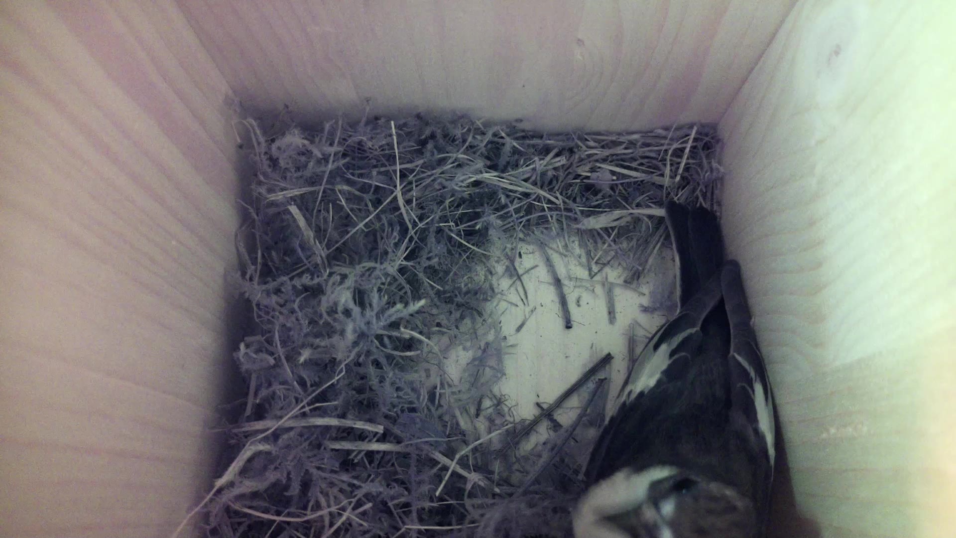 Aufnahme aus dem Vogelhaus