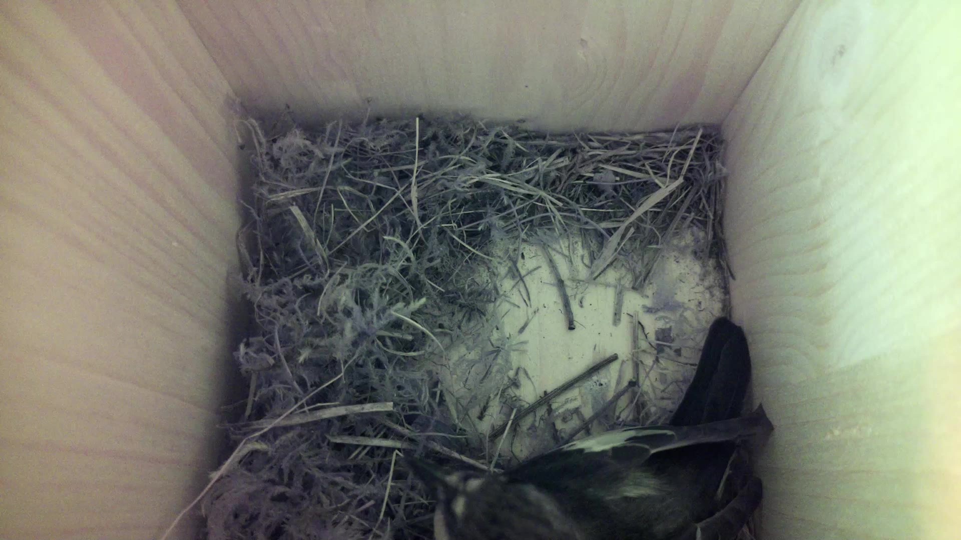 Aufnahme aus dem Vogelhaus
