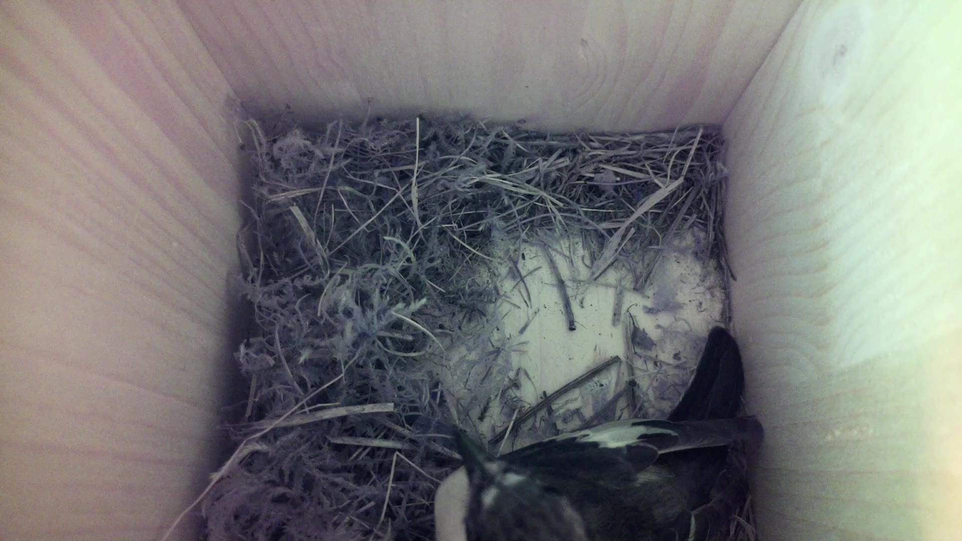 Aufnahme aus dem Vogelhaus