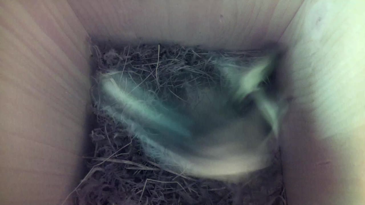 Aufnahme aus dem Vogelhaus