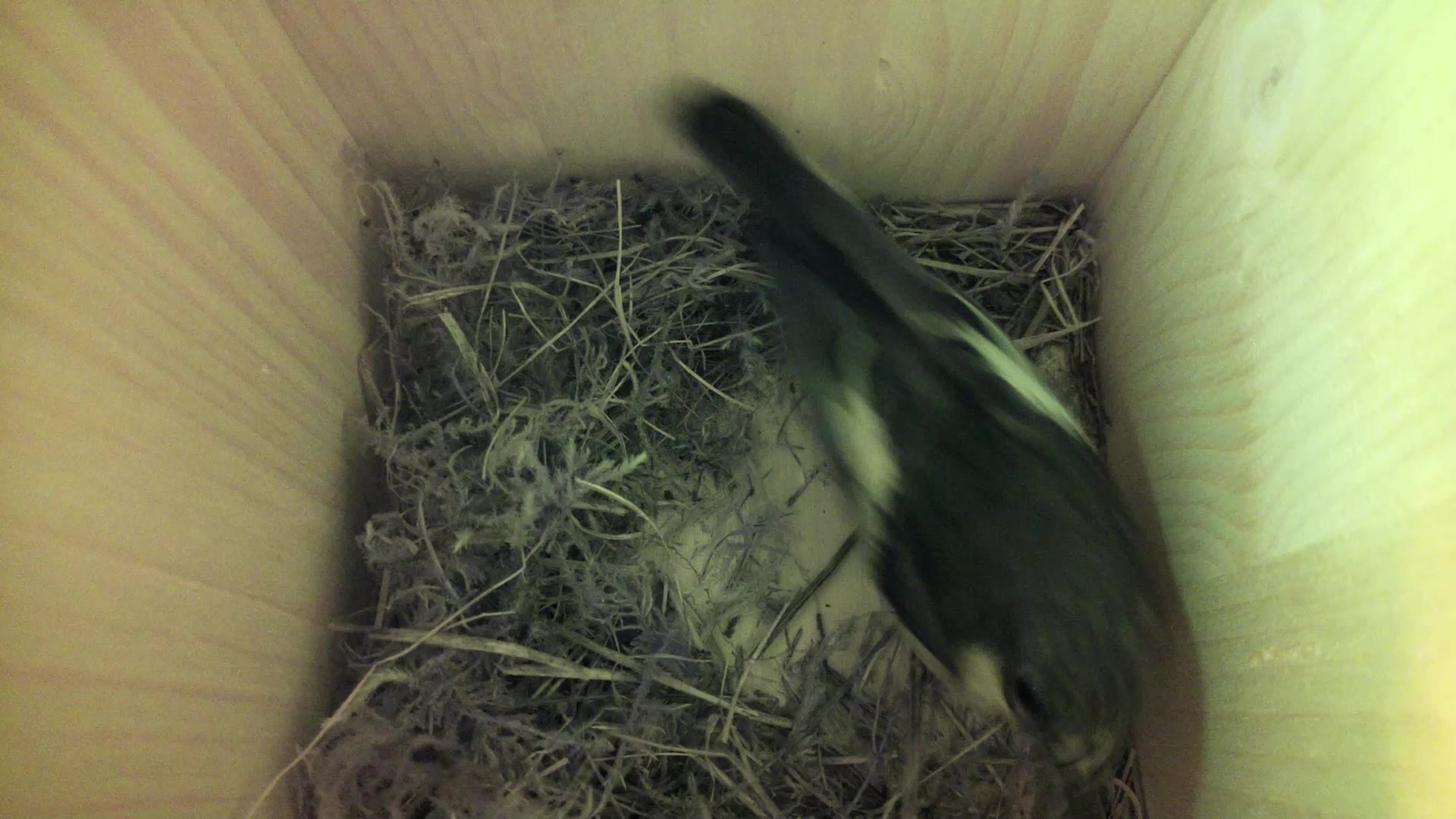 Aufnahme aus dem Vogelhaus