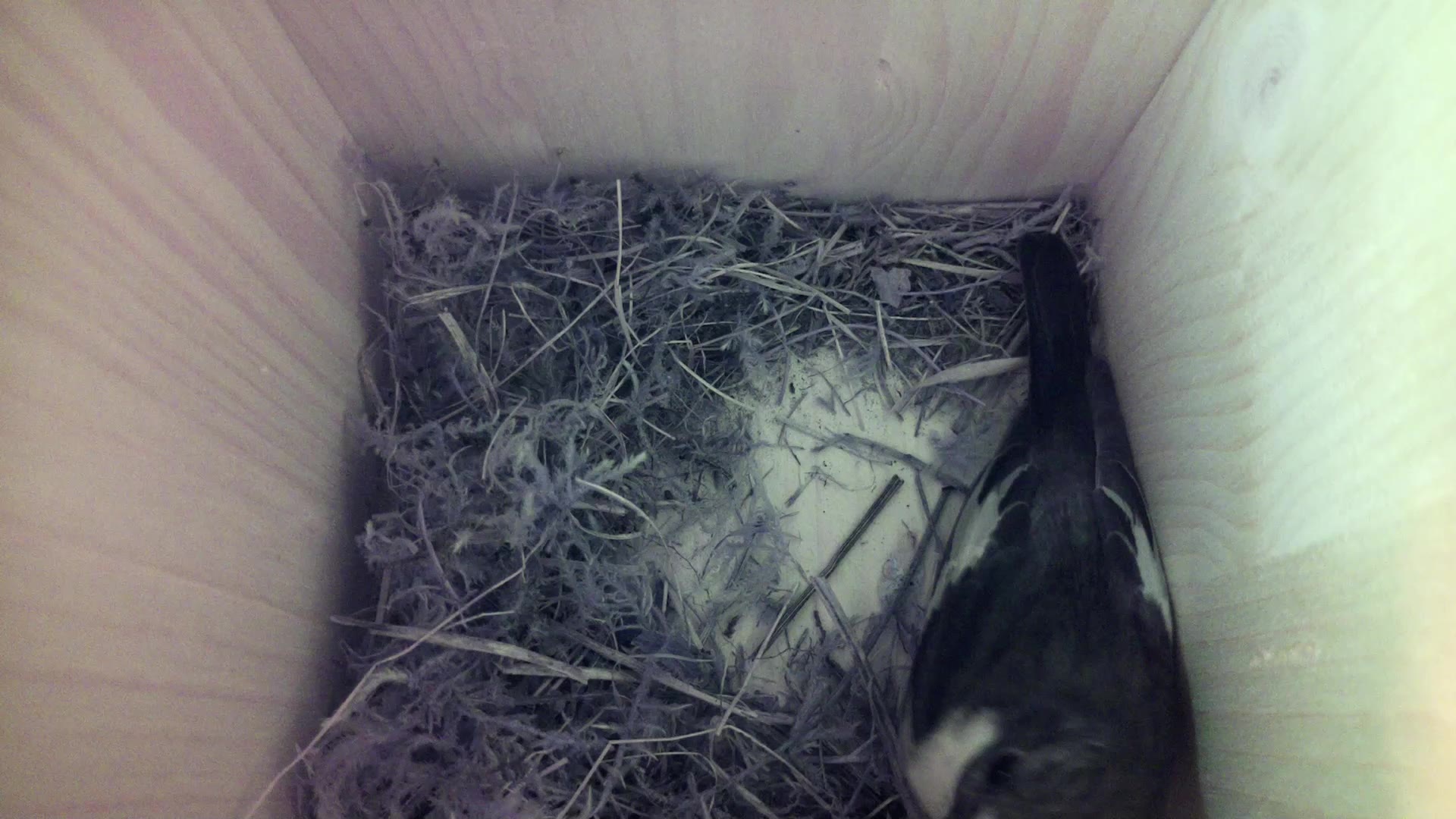 Aufnahme aus dem Vogelhaus