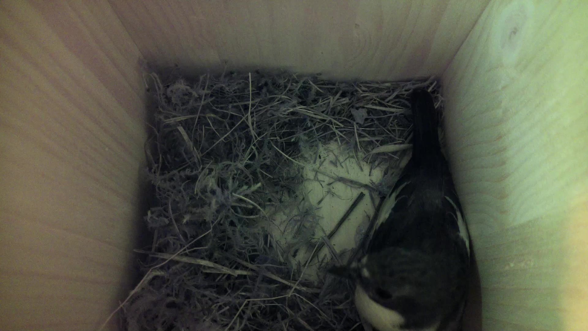 Aufnahme aus dem Vogelhaus
