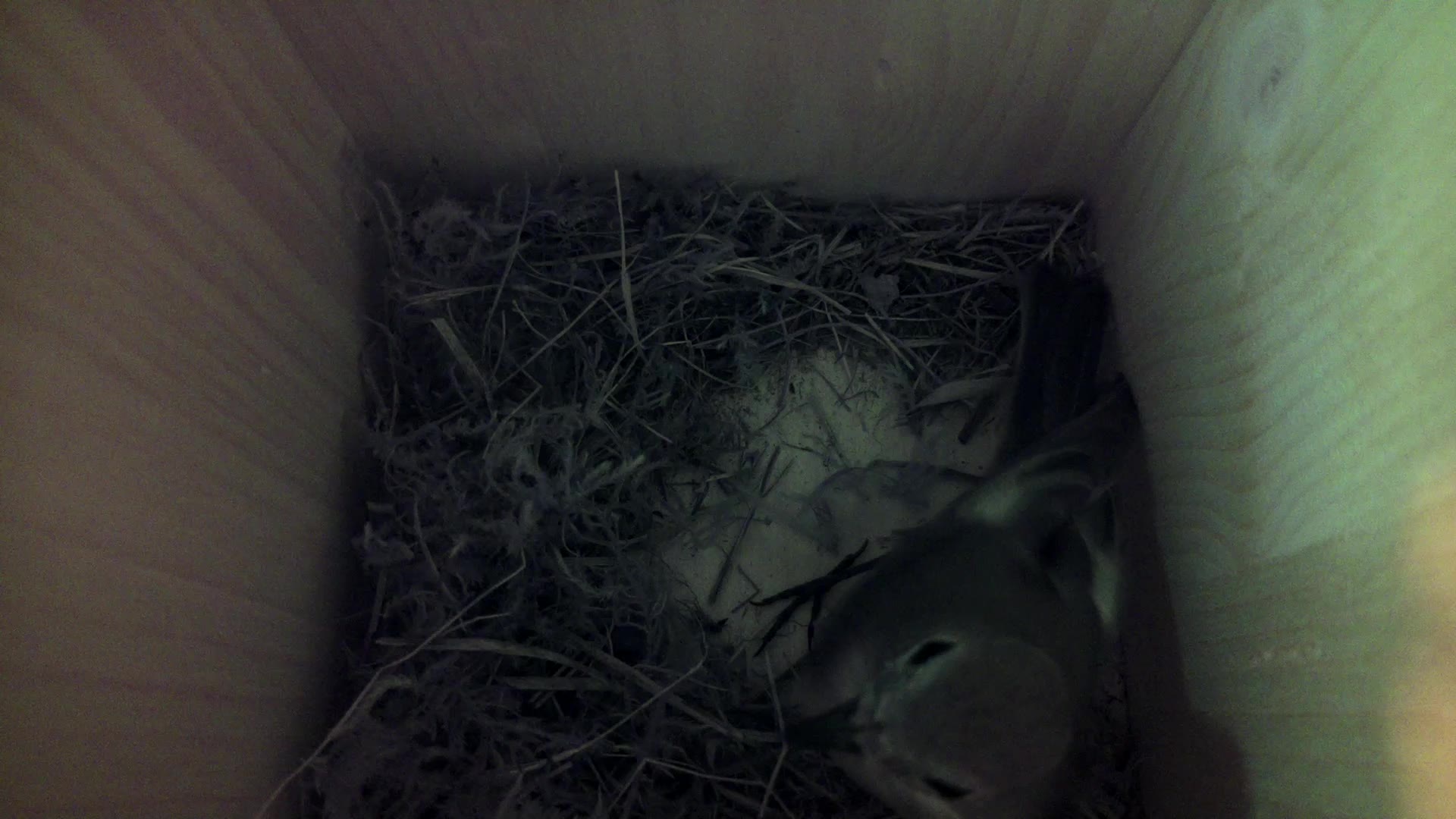Aufnahme aus dem Vogelhaus