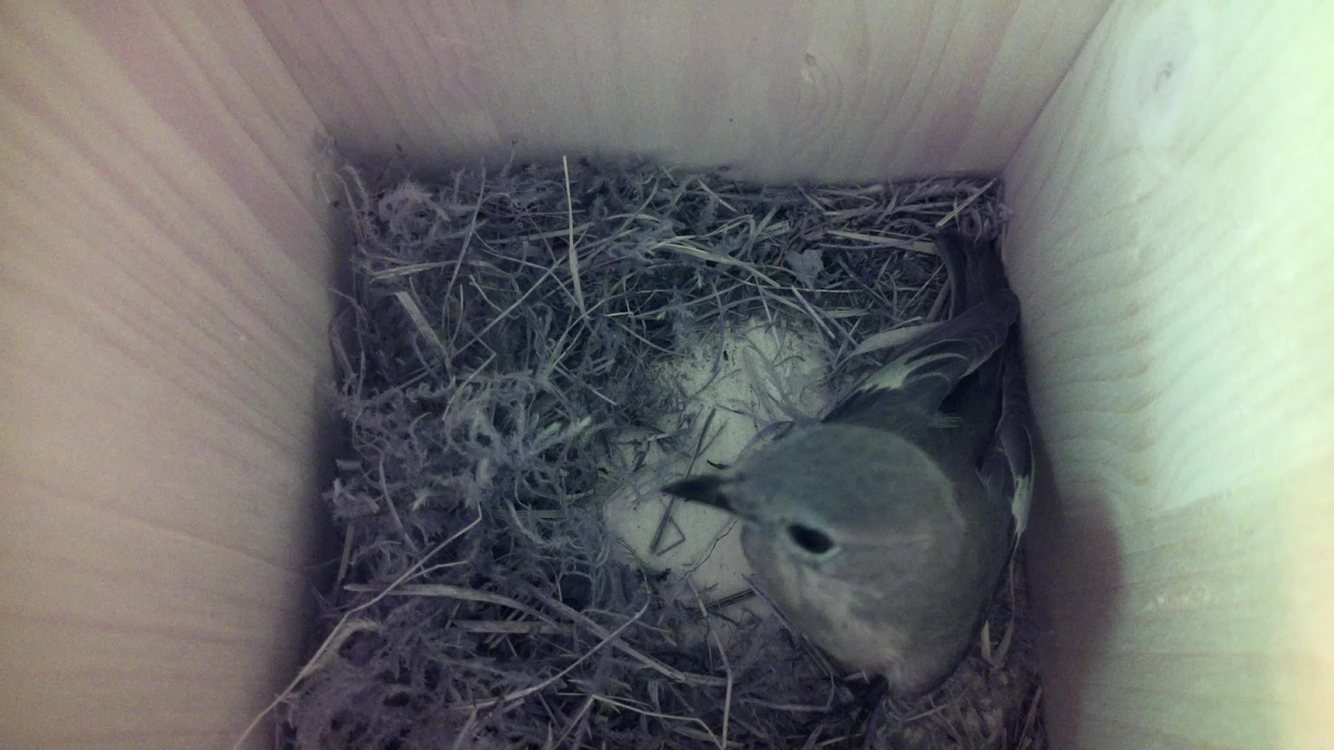 Aufnahme aus dem Vogelhaus