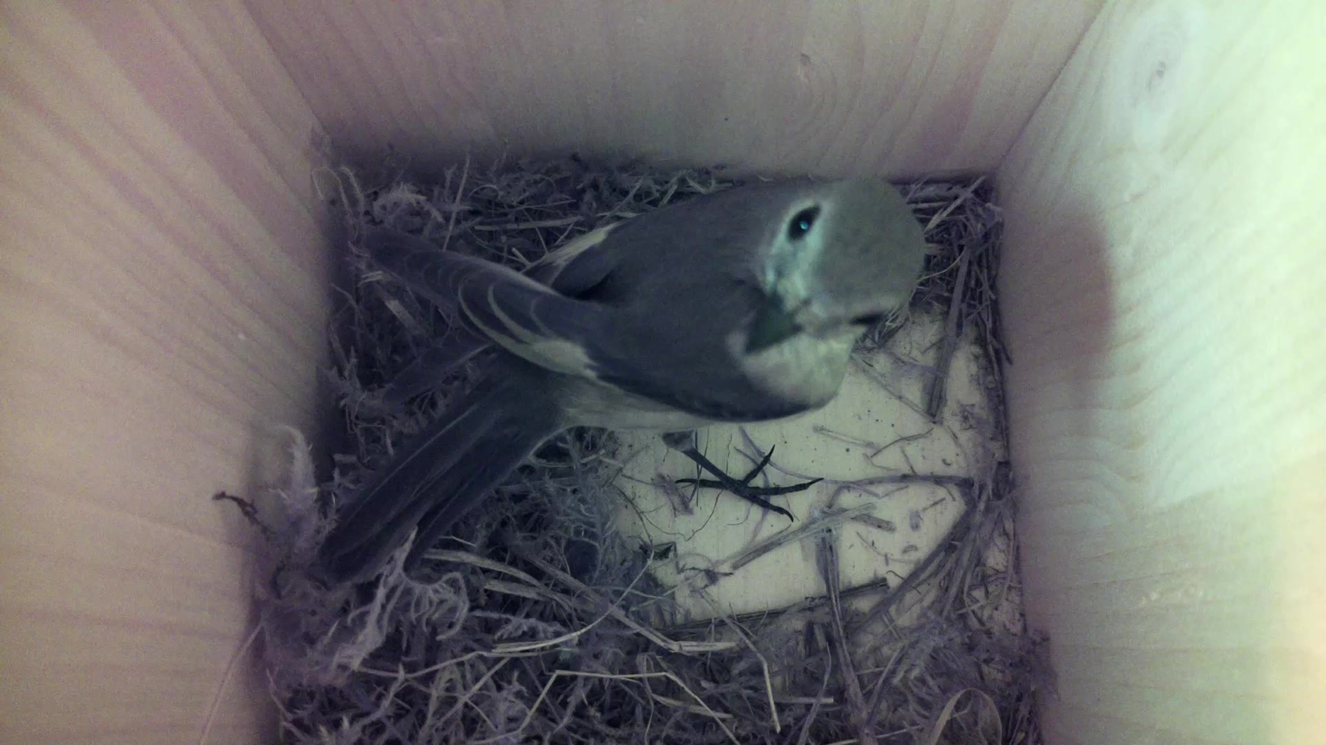 Aufnahme aus dem Vogelhaus