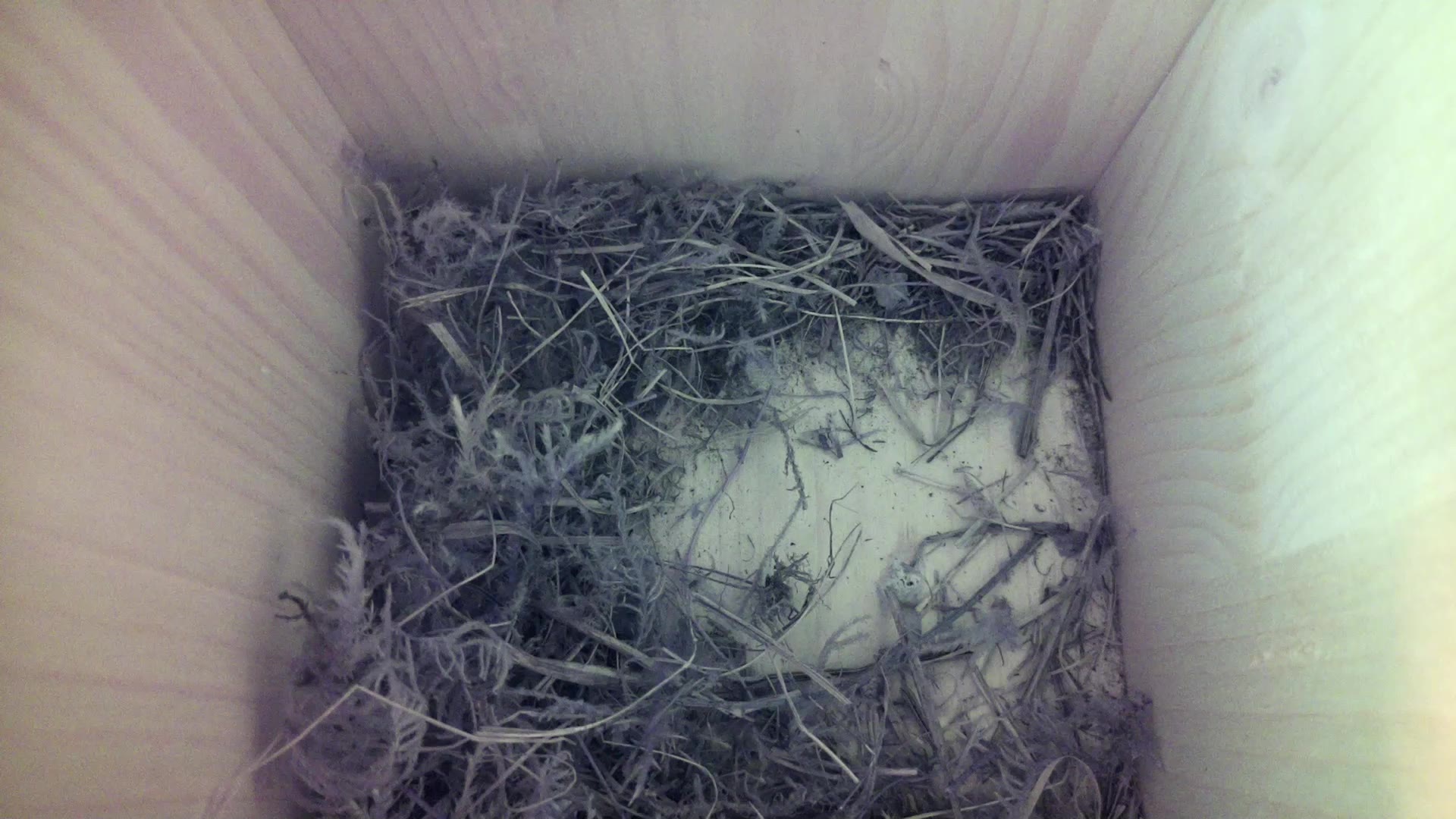 Aufnahme aus dem Vogelhaus
