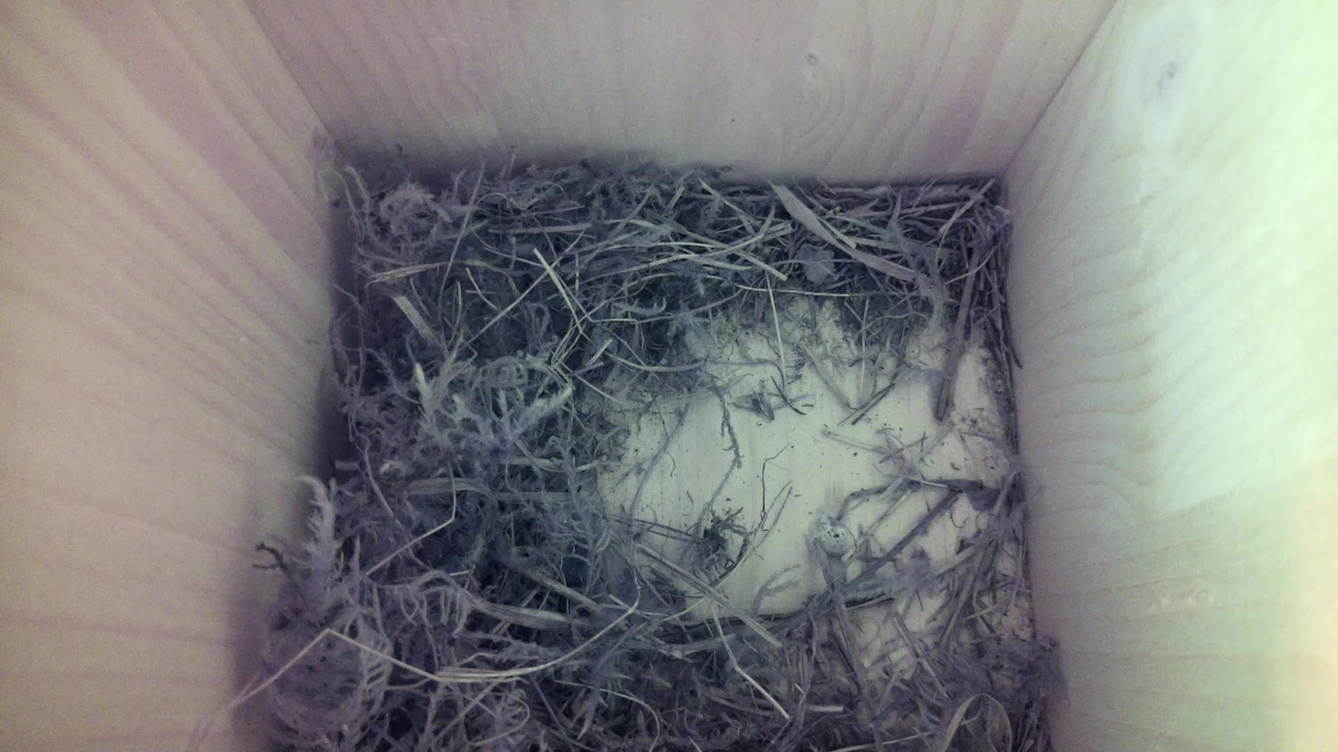 Aufnahme aus dem Vogelhaus