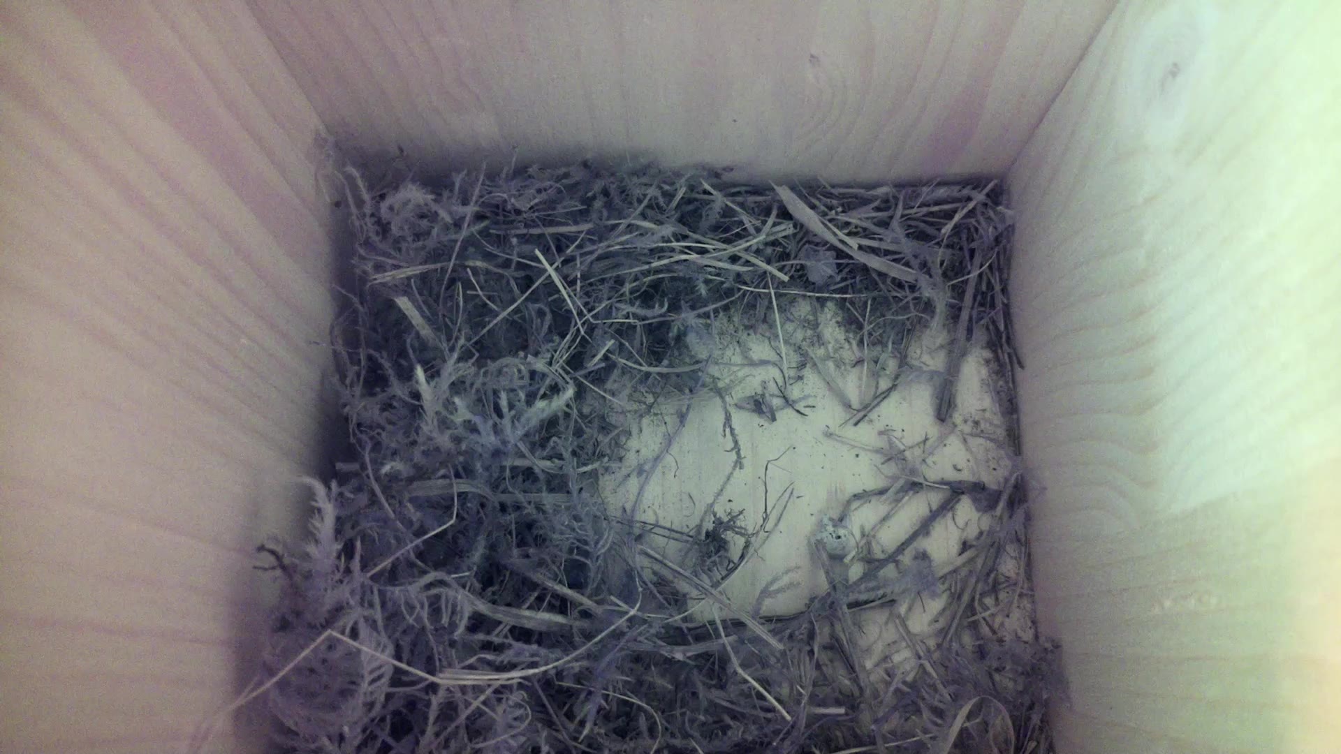 Aufnahme aus dem Vogelhaus