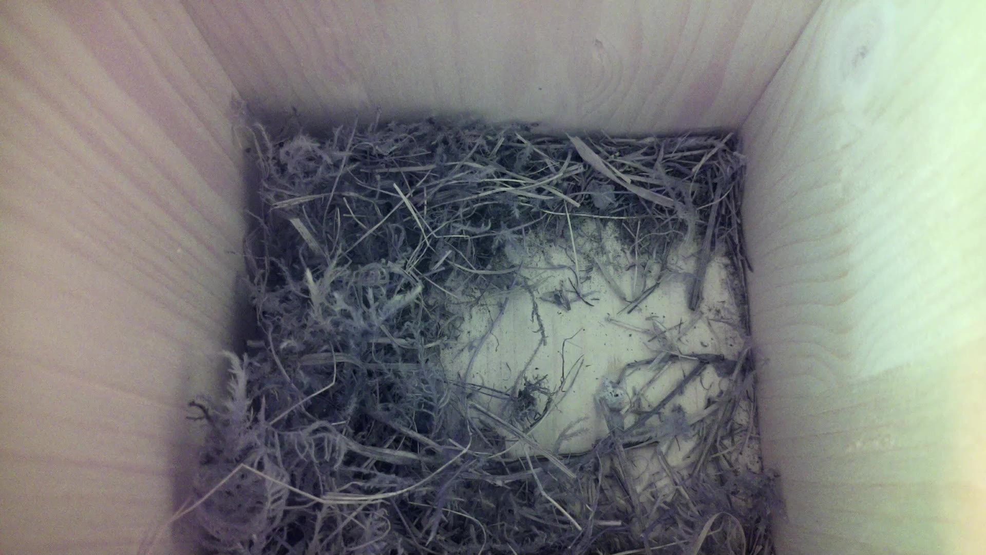 Aufnahme aus dem Vogelhaus