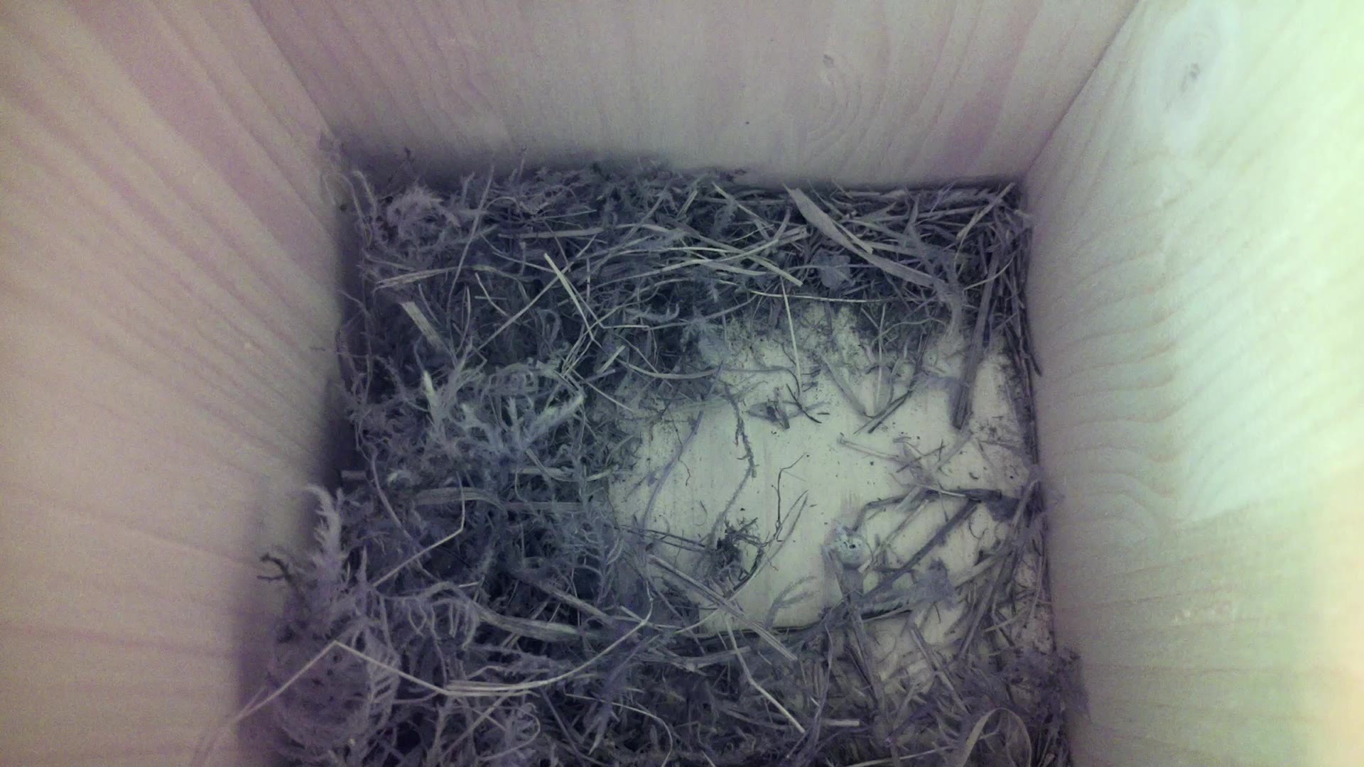 Aufnahme aus dem Vogelhaus