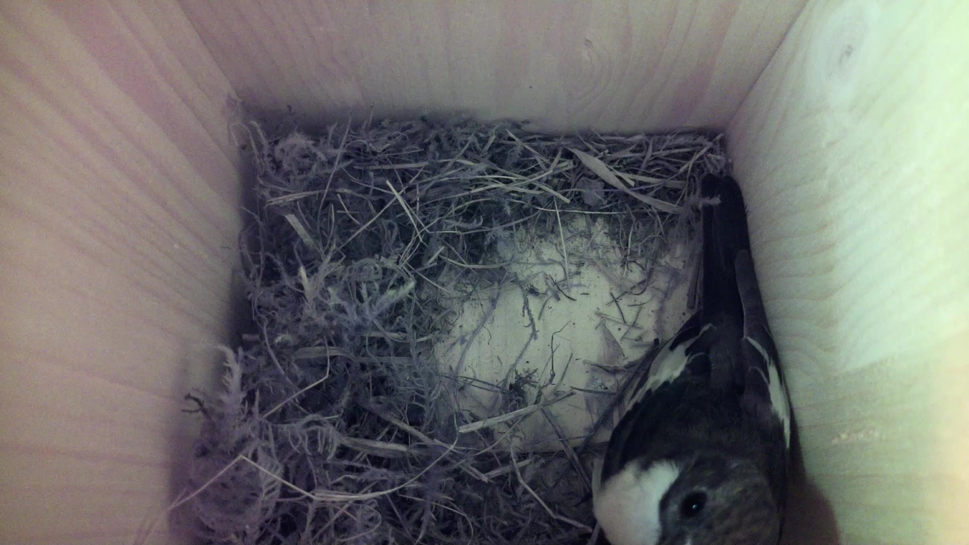 Aufnahme aus dem Vogelhaus