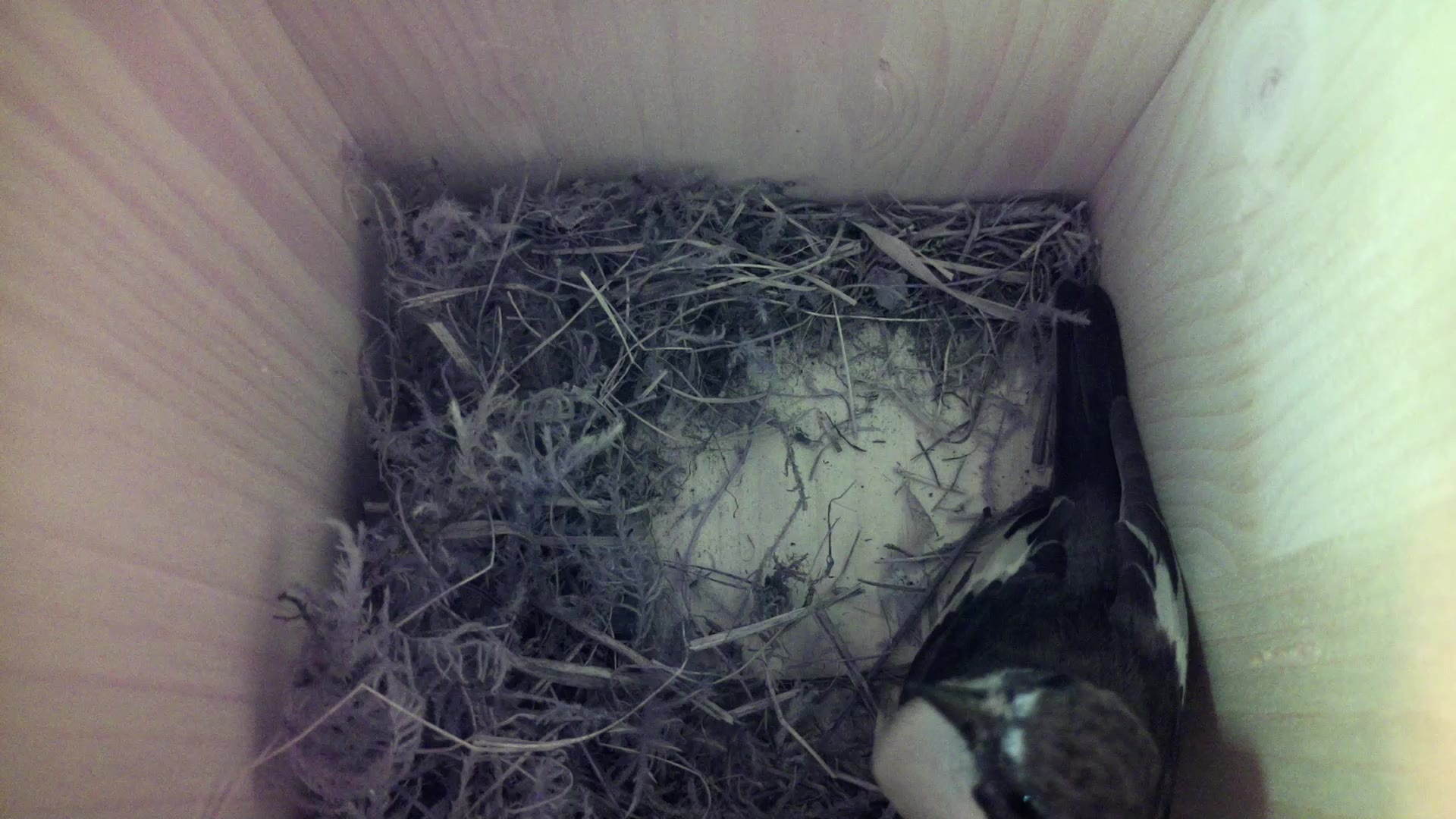Aufnahme aus dem Vogelhaus