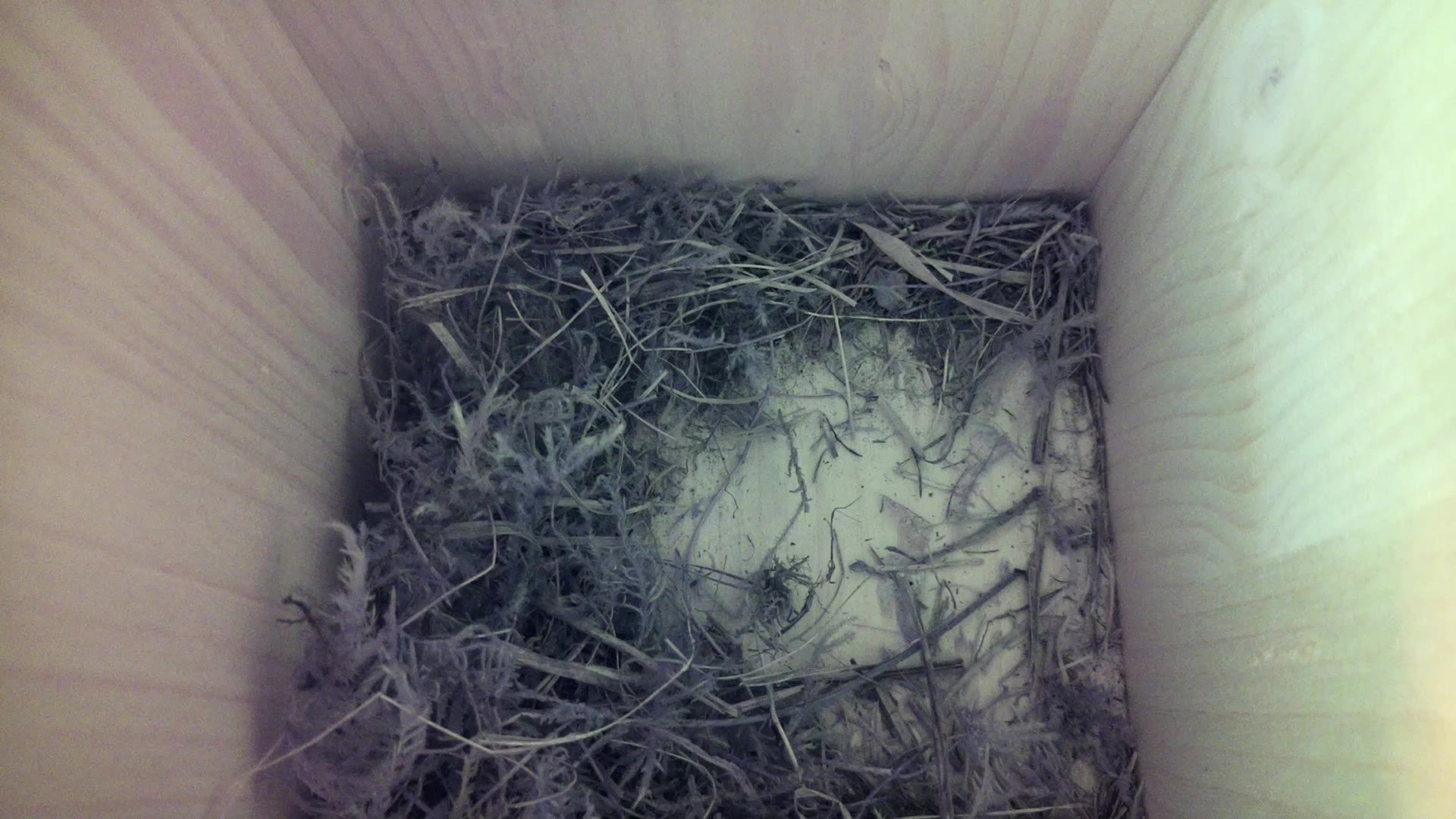 Aufnahme aus dem Vogelhaus